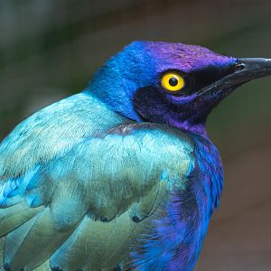Purple glossy Starling, CWP, UK