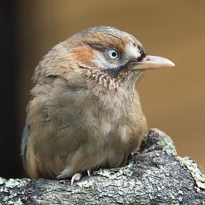 Western moustached laughing thrush, CWP, UK