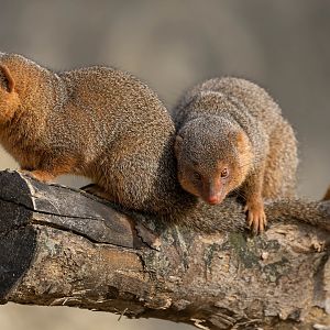 Dwarf mongoose, CWP, UK
