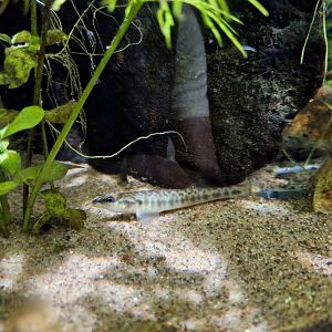 Blackbanded Darter (Percina nigrofasciata)