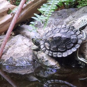 Ringed Map Turtle (Graptemys oculifera)
