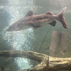 Catfish ID?
