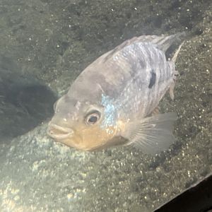Cichlid ID?