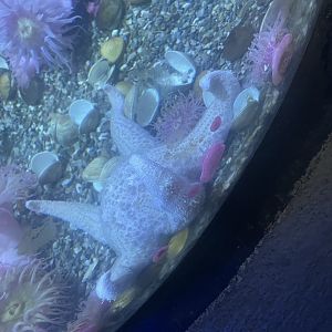 Sea Star ID?