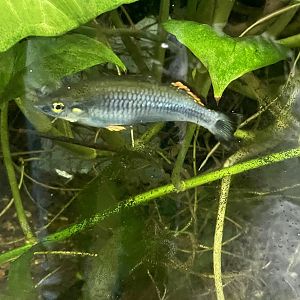 Fish ID?