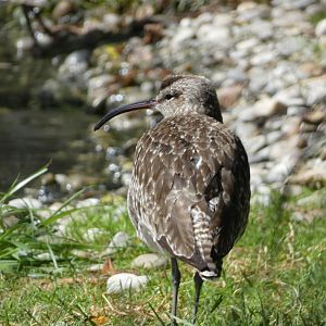 Bird ID - Zoo Hluboka