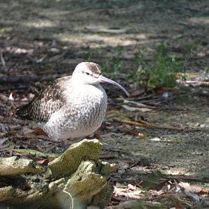 Bird ID - Zoo Hluboka
