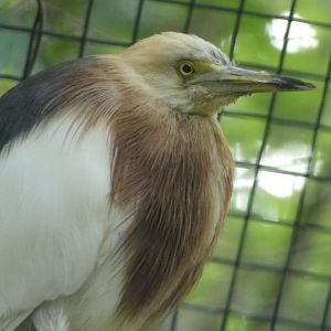 Bird ID - Plzen Zoo