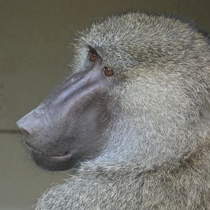 Baboon ID - Zoo Dvorec