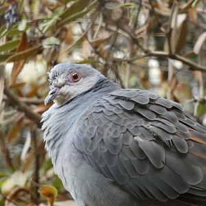 Dove ID - Plzen Zoo