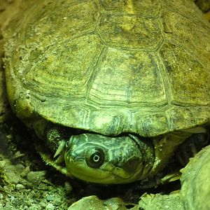 Turtle ID - Plzen Zoo