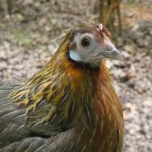 Junglefowl ID - Plzen Zoo