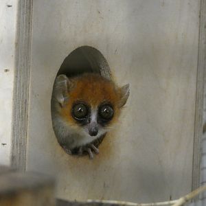 Goodmans or Ganzhorns? - Plzen Zoo