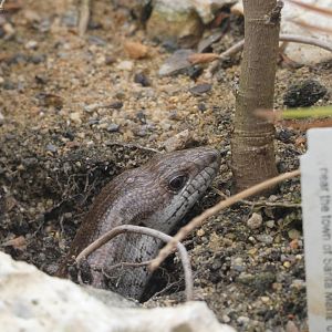 Reptile ID - Plzen Zoo
