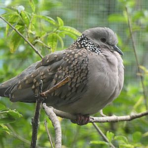 Eastern or Western spotted dove? - Plzen Zoo