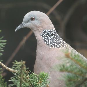 Dove ID? - Plzen Zoo