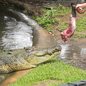 Saltwater Crocodile - Cairns Tropical Zoo 2011