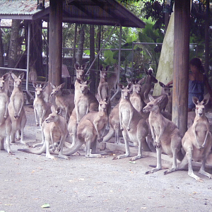 Eastern Grey Kangaroos? - Cairns Tropical Zoo 2011