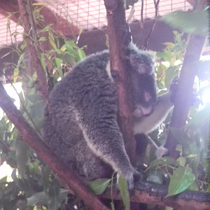 Koala - Cairns Tropical Zoo 2011