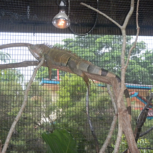 Green Iguana? - Cairns Tropical Zoo 2011