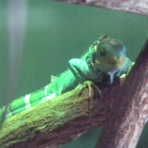 Fijian Crested Iguana - Cairns Tropical Zoo 2011