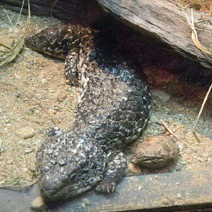 Shingleback - Cairns Tropical Zoo 2011