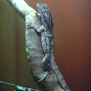 Frill-necked Lizard - Cairns Tropical Zoo 2011