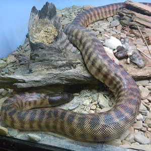 Black-headed Python - Cairns Tropical Zoo 2011