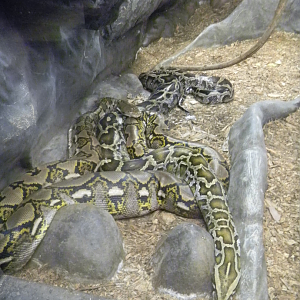 Reticulated and Burmese Pythons - Cairns Tropical Zoo 2011