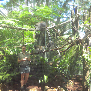 Ring-tailed Lemurs - Cairns Tropical Zoo 2011