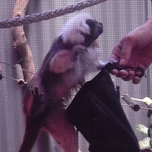 Cottontop Tamarin - Cairns Tropical Zoo 2011