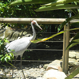 Brolga - Cairns Tropical Zoo 2011