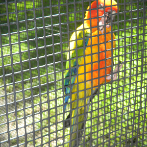 Sun Conure - Cairns Tropical Zoo 2011