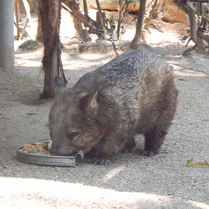 Southern Hairy-nosed Wombat - Cairns Tropical Zoo 2011