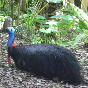 Southern Cassowary - Cairns Tropical Zoo 2011