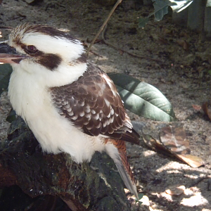 Laughing Kookaburra - Cairns Tropical Zoo 2011