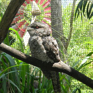 Papuan Frogmouth - Cairns Tropical Zoo 2011