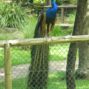 Indian Peafowl - Cairns Tropical Zoo 2011