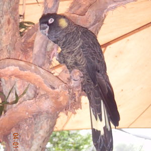 Yellow-tailed Black-Cockatoo - Wildlife Habitat 2012