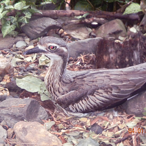 Bush Stone-Curlew - Wildlife Habitat 2012