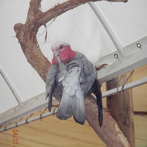 Galah - Wildlife Habitat 2012