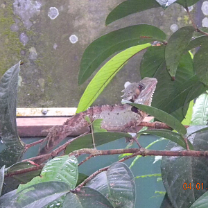 Boyd's Forest Dragon - Wildlife Habitat 2012