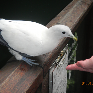 Torresian Imperial-Pigeon - Wildlife Habitat 2012