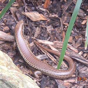 Unidentified skink - Wildlife Habitat 2012
