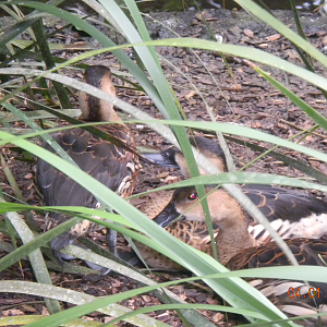 Wandering Whistling-Ducks - Wildlife Habitat 2012
