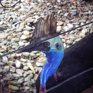 Southern Cassowary - Wildlife Habitat 2012