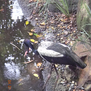 Black-necked Stork - Wildlife Habitat 2012