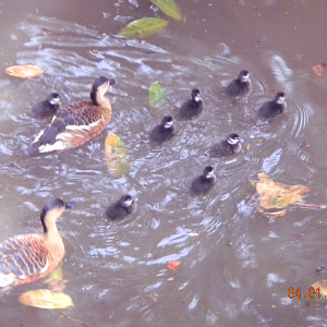 Wandering Whistling-Ducks and ducklings - Wildlife Habitat 2012