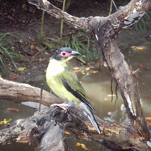 Australasian Figbird - Wildlife Habitat 2012