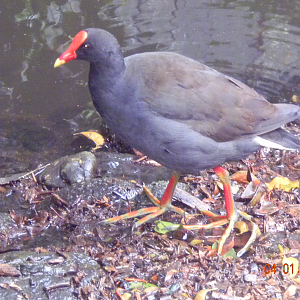 Dusky Moorhen - Wildlife Habitat 2012
